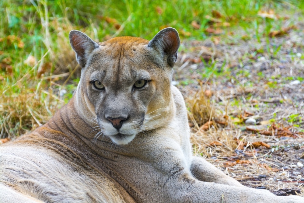 bigstock-cougar-puma-concolor--103160861_1000